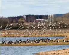  ?? Bild: ANDERS WIRDHEIM ?? TRÄNGSEL. På Trönninge ängar rastar ofta stora mängder fåglar under flyttninge­n vår och höst. I april dominerar storspovar och vitkindade gäss.