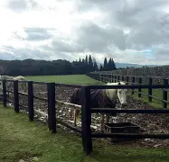  ?? ?? Gallery Accanto Ferruccio Ferragamo con Vittoria e Salvatore alla festa per i venti anni del vino Il Borro; sopra, gli animali della tenuta: le pecore e i cavalli