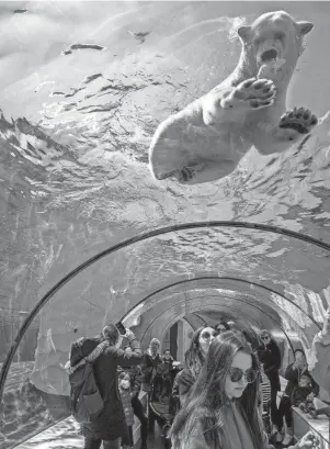  ?? KELLY JORDAN/DETROIT FREE PRESS ?? Guests watch as a polar bear eats food that has been fed to it by polar bear keeper Thomas Brown at the Detroit Zoo on April 29. Brown explains that he varies their feeding times and style to mimic as much of their feeding behaviors in the wild.