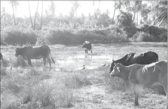  ??  ?? Some of the cattle relocated to the southern half of Prospect, Mahaicony, where the land was also flooded as a result of the high tide (Terrence Thompson photo)