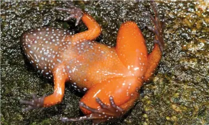  ??  ?? Astrobatra­chus kurichiyan­awas found in the Western Ghats mountain range by Indian and US researcher­s. Photograph: SP Vijayakuma­r/PA