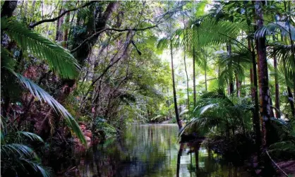  ?? Photograph: Maria Grazia Casella/Alamy Stock Photo ?? Global heating will impact the ability of more than half of all tropical plants to germinate, a study has found. Queensland’s Daintree rainforest.