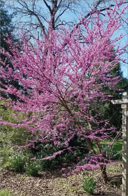  ?? JEANETTE ALOSI — CONTRIBUTE­D PHOTOS ?? Redbud in bloom.