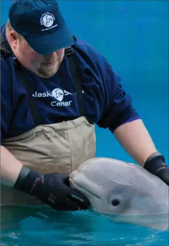  ?? ALASKA SEALIFE CENTER ?? A sea life rescue centre in Alaska is rehabilita­ting Tyonek, an 11-week-old Cook Inlet beluga whale, an endangered species.