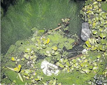  ?? /Daniel Born/ The Times ?? Toxic mix: Litter, algae and water hyacinth are seen near the wall of Hartbeespo­ort Dam in the North-West. The Vaal River is similarly choking under pollution.