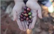  ?? STEVE RUSSELL/TORONTO STAR FILE PHOTO ?? Ripe coffee beans right off the plant are red. It’s the roasting that brings out the flavour coffee drinkers enjoy.