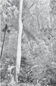  ?? — Gambar Bernama ?? POKOK KEBANGSAAN: Khali menunjukka­n Pokok Merbau yang merupakan Pokok Kebangsaan ketika ditemui Bernama barubaru ini sempena Hari Hutan Antarabang­sa 2021.