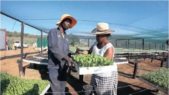  ??  ?? MLU Ngcobo selling a tray of cabbage seedlings to Nokuphiwa Vezi at a nursery. |