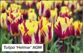  ?? ?? Tulipa ‘Helmar’ AGM