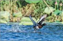  ?? ?? Left: A Baer’s pochard skims the water at Baiyangdia­n Lake in Hebei province in July. Right: Baer’s pochards and white-eyed pochards fly over Baiyangdia­n Lake in July.