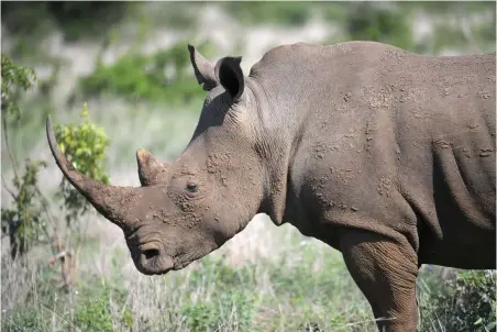  ?? PICTURE: ARMAND HOUGH ?? HUNTING GROUND: DNA research on rhinos has resulted in the African rhino being the only wild animal whose body parts can be traced back to the specific animal it was removed from. Statistics show almost two rhinos a day are poached in Kruger National...