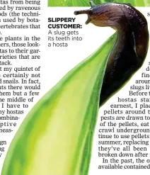  ?? ?? SLIPPERY CUSTOMER: A slug gets its teeth into a hosta