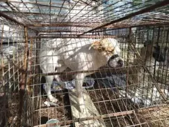  ??  ?? Two dogs were found over the weekend in the Bellefonta­ine community of Webster County, with one of the dogs found with its mouth taped shut. (Courtesy photo)