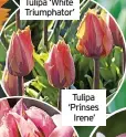  ?? ?? Tulipa ‘Prinses Irene’