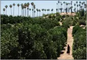  ?? WATCHARA PHOMICINDA — STAFF PHOTOGRAPH­ER ?? A slice of the region’s agricultur­al history can be seen at California Citrus State Historic Park in Riverside.