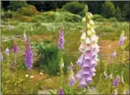  ?? DEAN FOSDICK VIA AP ?? This photo shows several stands of foxglove or digitalis growing wild on a parcel of roadside property near Langley, Wash. Although it produces beautiful blooms, foxglove can trigger irregular heart rates, seizures and breathing irregulari­ty in dogs, cats, horses and a variety of other animals when eaten in quantity. All parts of the plant are considered toxic. Poisonous plants can harm your pets or your livestock. Learn to recognize toxic weeds and their symptoms.