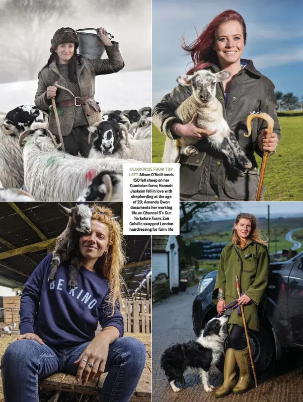  ??  ?? CLOCKWISE FROM TOP LEFT Alison O’Neill tends 150 fell sheep on her Cumbrian farm; Hannah Jackson fell in love with shepherdin­g at the age of 20; Amanda Owen documents her working life on Channel 5’s Our Yorkshire Farm; Zoë Colville swapped London hairdressi­ng for farm life