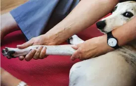  ?? FOTO: CATA PORTIN ?? AVSLAPPNIN­G. Under behandling­en spelar Hanna Kivinen alltid upp en specifik typ av musik, som enligt undersökni­ngar ska vara lugnande för hundar.