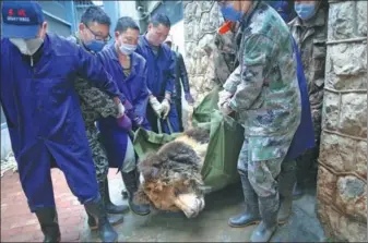 ?? WANG YUHENG / FOR CHINA DAILY ?? Workers at the Kunming Zoo in Yunnan province take Xiongda — a Tibetan blue bear that had been sedated — to an operating room, on Monday. The bear contracted an itchy fungus affecting its claws in February, and has repeatedly scratched open the skin,...