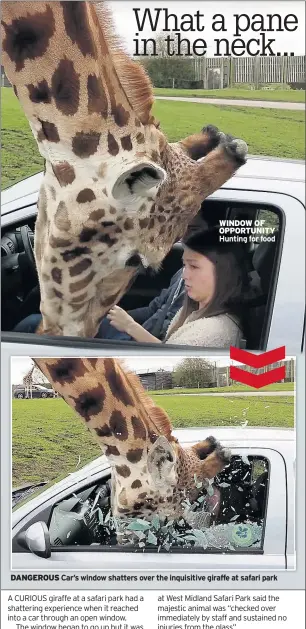  ??  ?? WINDOW OF OPPORTUNIT­Y Hunting for food DANGEROUS Car’s window shatters over the inquisitiv­e giraffe at safari park