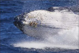  ?? ?? A humpback whale dives off the coast of Port Stephens, Australia, on June 14, 2021.