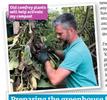  ??  ?? Old comfrey plants will help activate my compost