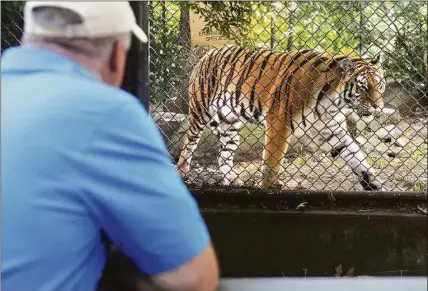  ?? Ned Gerard / Hearst Connecticu­t Media file photo ?? Gregg Dancho, director of the Beardsley Zoo in Bridgeport, in September 2020 with the Amur tiger, Zeya.