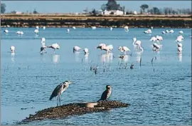  ?? XAVI JURIO ?? Nunca hubo tantos flamencos en el delta como este año