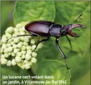  ??  ?? Un lucane cerf-volant dans un jardin, à Villeneuve-le-Roi (94).