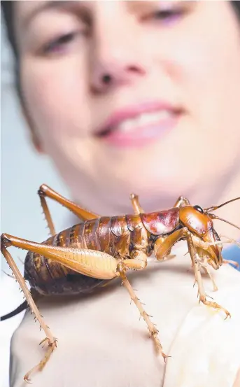  ?? Picture: MIKE KEATING ?? LENDING AN EAR: CSIRO’s Dr Kate Lomas with a female Australian king cricket.