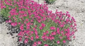  ?? Photos courtesy Colorado State University ?? Dianthus “Kahori”