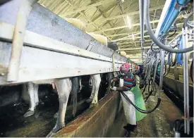  ?? Picture: Sizwe Ndingane ?? A worker milks cows in East London. Agricultur­e was the largest contributo­r to GDP growth in the third quarter of 2017, with growth in the sector accelerati­ng by 44.2%.