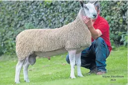  ??  ?? Bluefaced Leicester ram lamb Whinnyhall N1 sold for a record 12,000gns at the Builth Wells National Sheep Associatio­n sale in Wales.