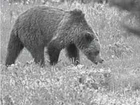  ?? JIM URQUHART/AP FILE ?? Male grizzly bears come out of hibernatio­n in early March, according to the National Park Service. Females usually emerge with cubs in April or early May.