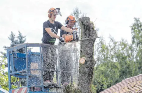  ?? FOTO: HOLGER LEITER ?? Wenn ein kranker Baum droht aufs Hausdach zu kippen, ist das ein guter Grund, ihn zu fällen. Andere Gründe sind weniger gut.