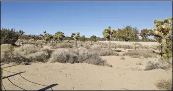  ?? JULIE DRAKE/VALLEY PRESS reality ?? The Prime Desert Woodland Preserve will get a site specific permanent augmented public art installati­on by artist Nancy Baker Cahill for summer 2023.