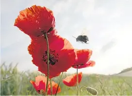  ?? ?? Insekten leiden besonders unter Pestiziden. Bis 2030 soll deren Einsatz halbiert werden.