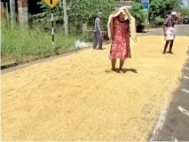  ?? ?? Farmers dry ripened paddy on the roadside