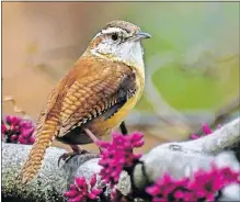  ??  ?? A Carolina wren sits on a redbud tree; redbuds support numerous insect species.