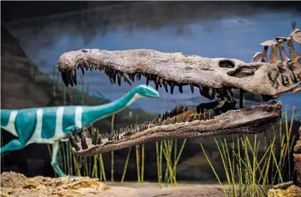  ?? PHOTOS BY GABRIELA CAMPOS/THE NEW MEXICAN ?? A Machaeropr­osopus skeleton showcasing an impressive set of teeth is on display at the Ruth Hall Museum of Paleontolo­gy at Ghost Ranch Education &amp; Retreat Center near Abiquiú.