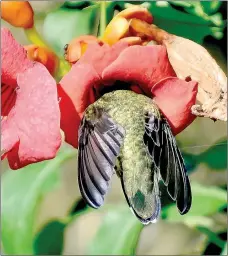  ?? Photo by Quin Warsaw ?? A hummingbir­d feeding without help from humans.