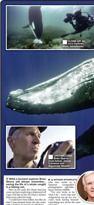  ??  ?? CLOSE-UP: An orca explores. Main, humpbacks
LIFETIME LOVE: Brian Skerry. Inset below, James Cameron and Sigourney Weaver