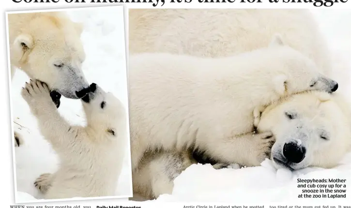  ??  ?? Sleepyhead­s: Mother and cub cosy up for a snooze in the snow at the zoo in Lapland