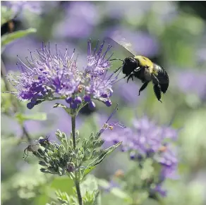  ?? — THE ASSOCIATED PRESS FILES ?? Bee-friendly gardens have a diversity of plants rich in pollen and nectar.