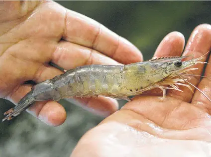  ?? Shannon Tompkins / Staff ?? Anglers who buy and use only native, wild-caught shrimp for bait avoid violating Texas law and potentiall­y putting the state’s crustacean­s at risk of diseases found in the frozen, imported shrimp often sold for bait.