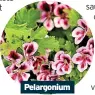 ?? ?? Pelargoniu­m