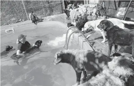  ?? ERIN POTTIE/CAPE BRETON POST ?? Rachel Haggett helps Rosie, a black Labrador retriever, up onto the pool steps at Good Hands Boarding Kennels in Scotch Lake.