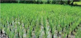  ??  ?? This is the organic ricefield at the compound which is irrigated by the solar pumping system.