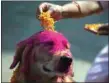  ?? NIRANJAN SHRESTHA / AP ?? A Nepalese woman puts marigold petals on a police dog during Tihar festival celebratio­ns at a kennel division in Kathmandu, Nepal, Wednesday.