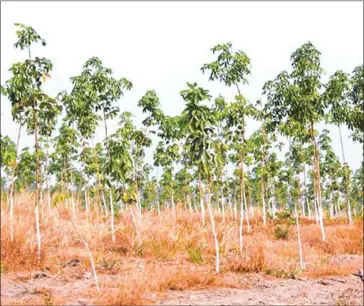  ?? CHIVOAN HENG ?? A young rubber plantation set up by the Dai Nam company in Kratie province’s Snuol district in 2014.